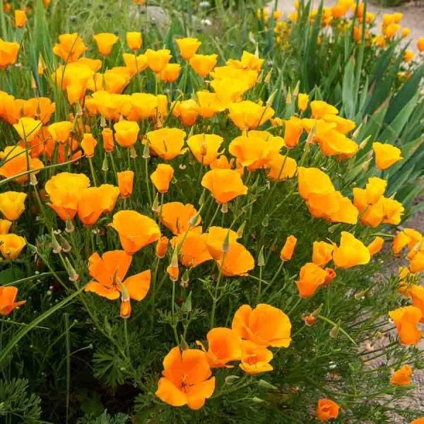Fleurs - Eschscholtzia Orange - BIO - face recto